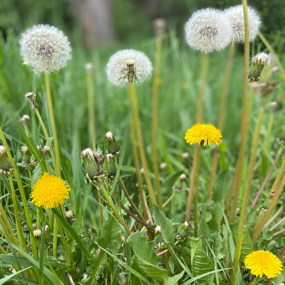 Meet your Posher, Liz - Picture 1 of 1